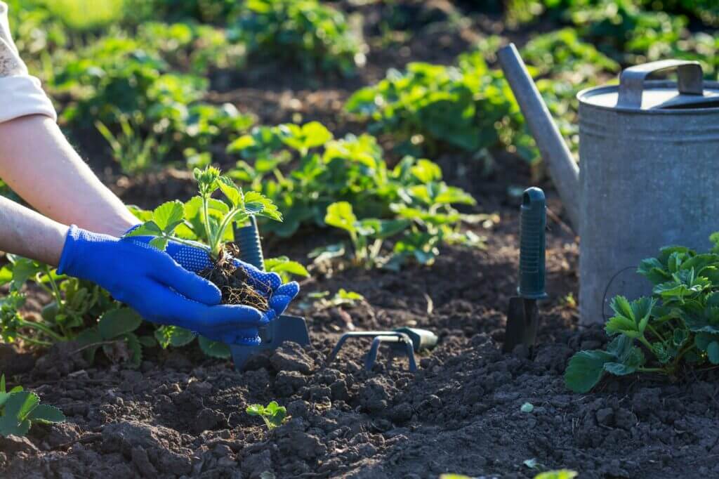 Plante de grădinărit în sol, cu unelte