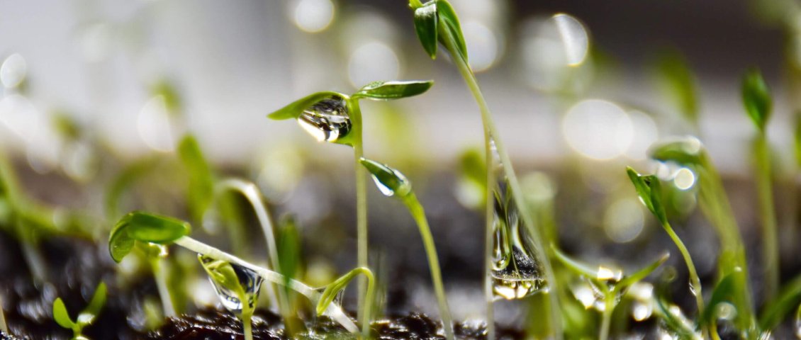 Mici plante verzi cu picături de apă