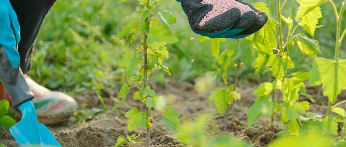 Granules fertilizer in hands of woman gardener